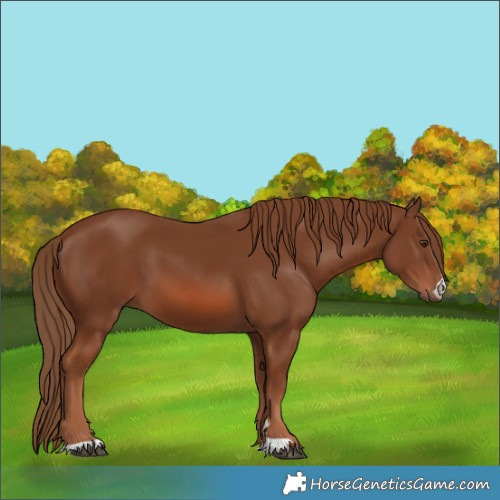 Horse Color:Chestnut 