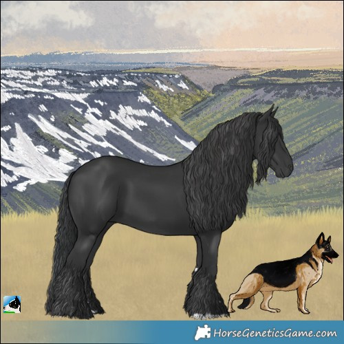 Horse Color:Black 