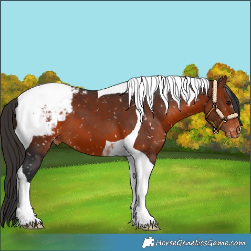 Horse Color:Bay Tobiano Appaloosa