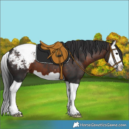 Horse Color:Brown Splash Appaloosa 