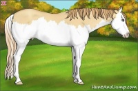 Horse Color:Gold Champagne Dun Sabino Splash