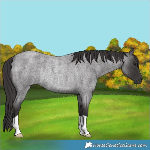 Horse Color:Smoky Blue Roan Rabicano 
