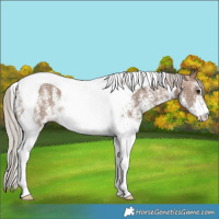 Horse Color:White Spotted Silver Brown Dun Tobiano Rabicano