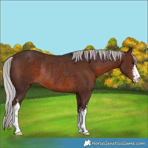 Horse Color:White Spotted Silver Brown Rabicano 