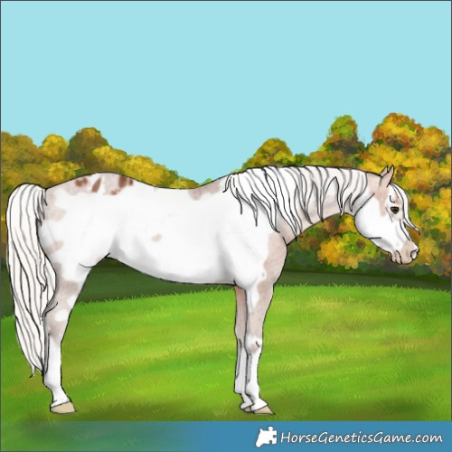Horse Color:Silver Bay Frame Varnish Rabicano 