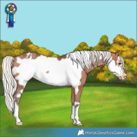 Horse Color:Silver Bay Frame Varnish Rabicano 