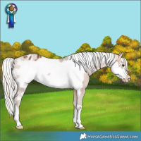 Horse Color:Silver Bay Frame Varnish Rabicano 