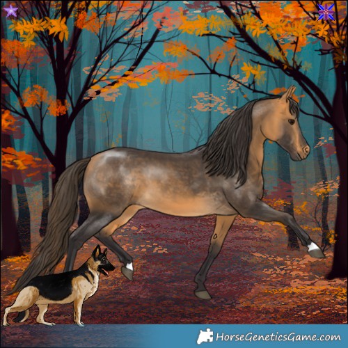 Horse Color:Buckskin