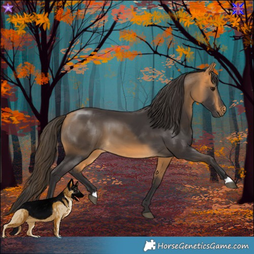 Horse Color:Buckskin 