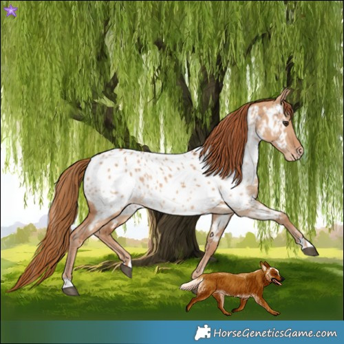 Horse Color:Red Dun Appaloosa  and Red Dun Appaloosa 