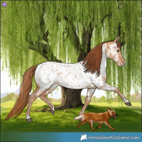 Horse Color:Red Dun Near Leopard  and Red Dun Near Leopard 
