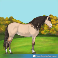 Horse Color:Bay Dun