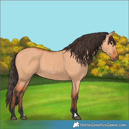 Horse Color:Bay Dun 