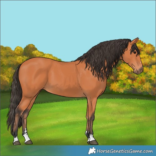 Horse Color:Bay 