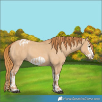Horse Color:Red Dun Splash Appaloosa  and Red Dun Splash Frame Appaloosa 