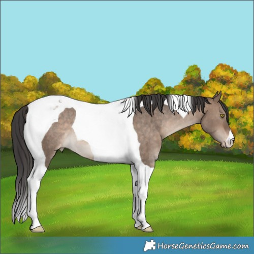 Horse Color:Bay Dun Tobiano Appaloosa Rabicano 