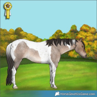 Horse Color:Brown Roan Dun Tobiano Rabicano 