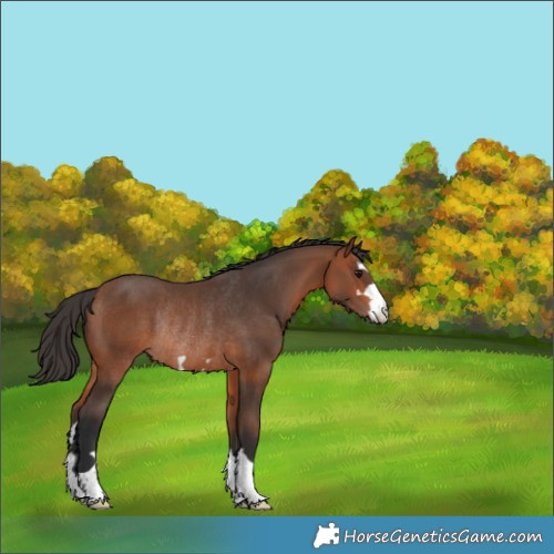 Horse Color:Bay Rabicano 
