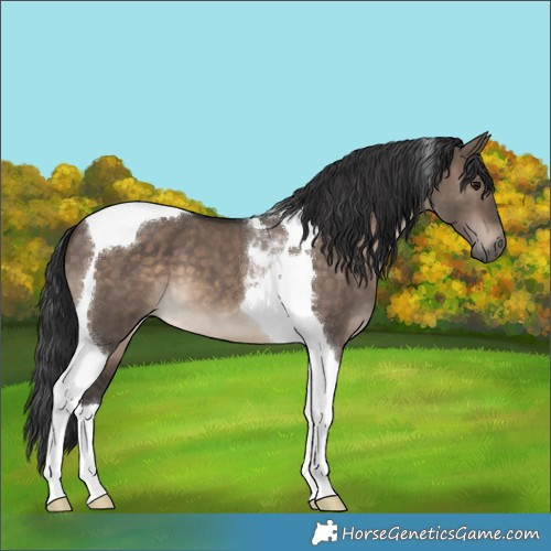 Horse Color:Brown Dun Tobiano 