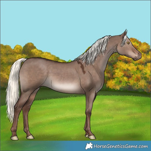Horse Color:Liver Red Dun Mushroom 