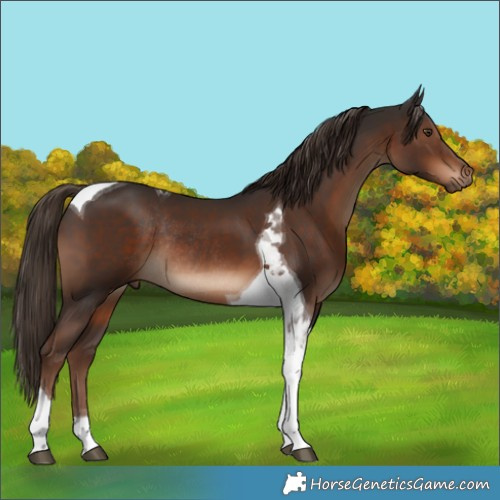 Horse Color:Liver Chestnut Tobiano Rabicano 