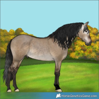 Horse Color:Gray Void Brown Dun Rabicano 
