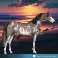 Horse Color:Brown Sabino Rabicano 