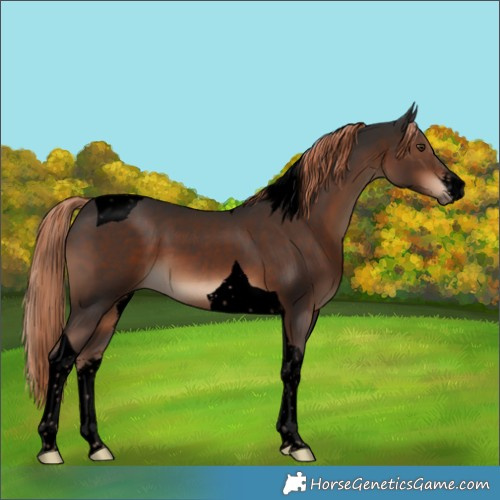 Horse Color:Void White Spotted Liver Chestnut Tobiano 