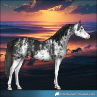 Horse Color:Gray White Spotted Black