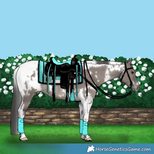 Horse Color:White Spotted Grullo Tobiano Blanket Rabicano 