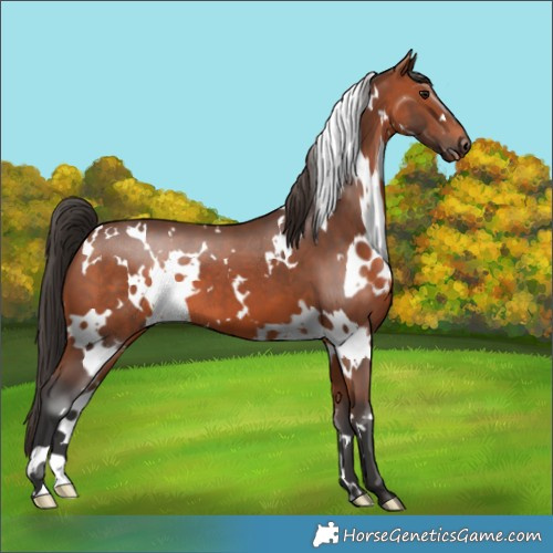 Horse Color:White Spotted Bay 