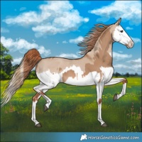Horse Color:Red Dun Splash  and Red Dun Splash 