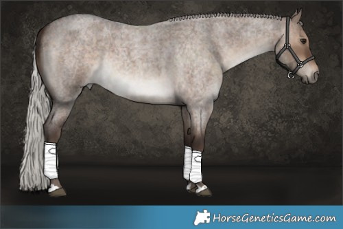 Horse Color:Silver Brown Roan Dun 