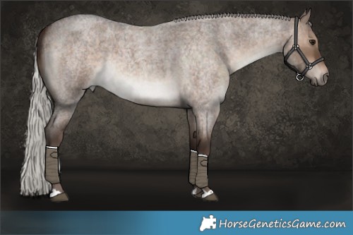 Horse Color:Silver Brown Roan Dun 