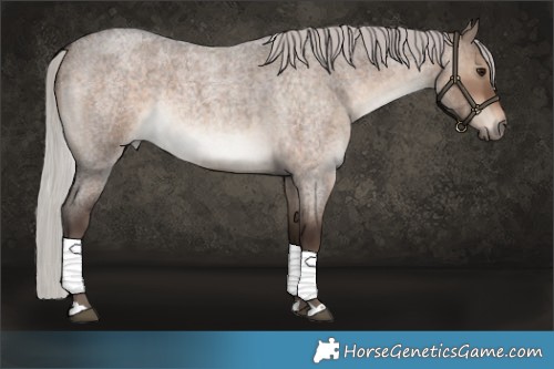 Horse Color:Silver Brown Roan Dun