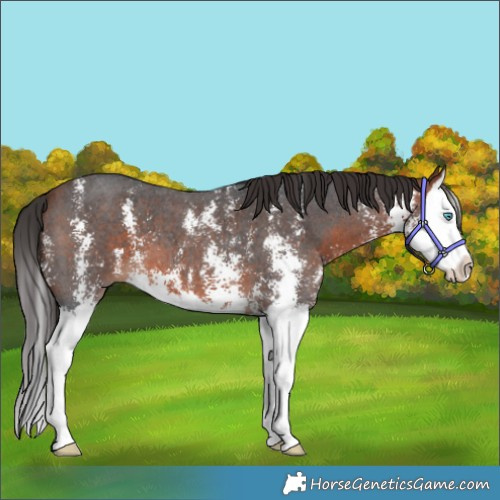 Horse Color:Bay Sabino Splash 
