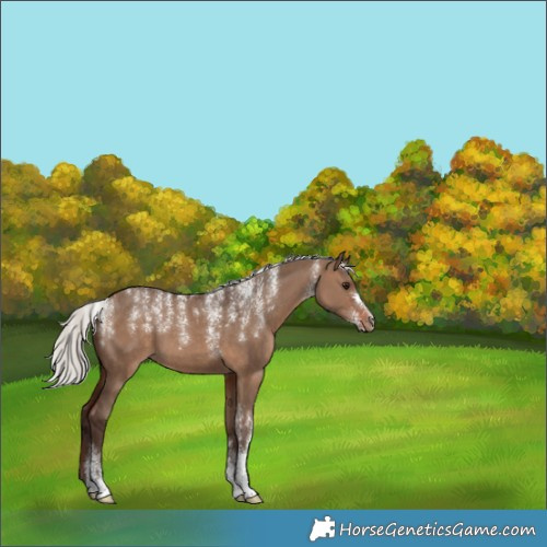 Horse Color:Powder White Silver Brown Dun 