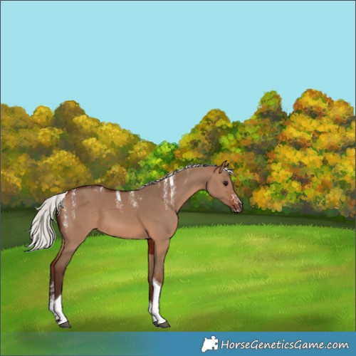 Horse Color:Powder White Silver Bay Dun Tobiano 