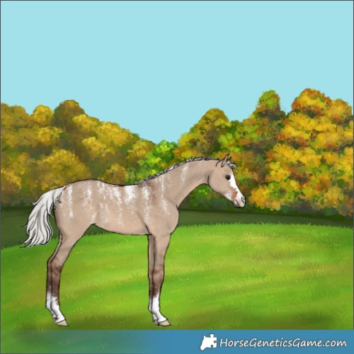 Horse Color:Powder White Silver Bay Dun 