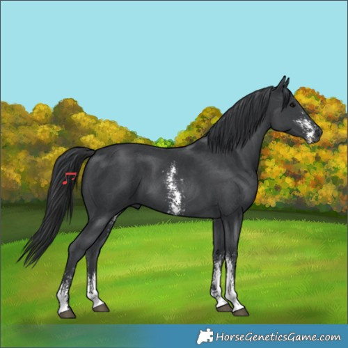 Horse Color:Black Sabino 