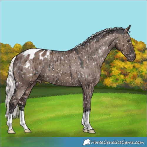 Horse Color:Liver Red Dun Mushroom Appaloosa Brindle 