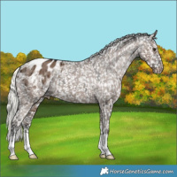 Horse Color:Liver Red Dun Mushroom Appaloosa Brindle
