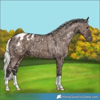 Horse Color:Liver Red Dun Mushroom Appaloosa Brindle 