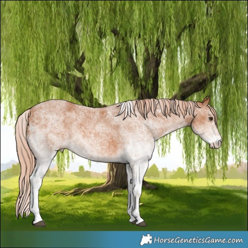 Horse Color:White Spotted Chestnut 