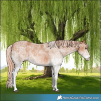 Horse Color:White Spotted Chestnut
