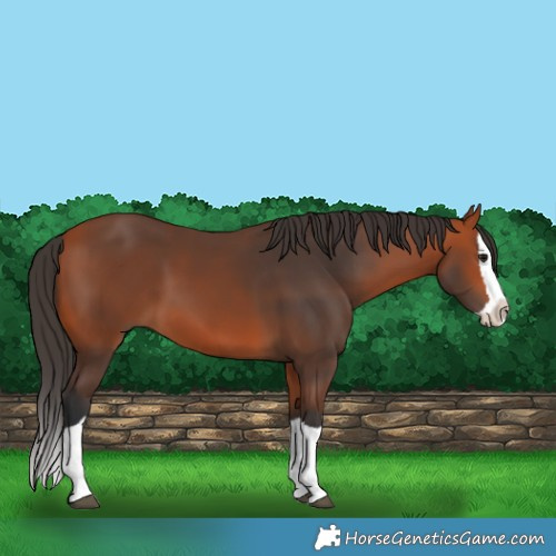 Horse Color:Bay Splash 