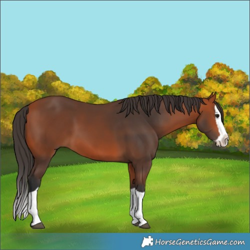 Horse Color:Bay Splash