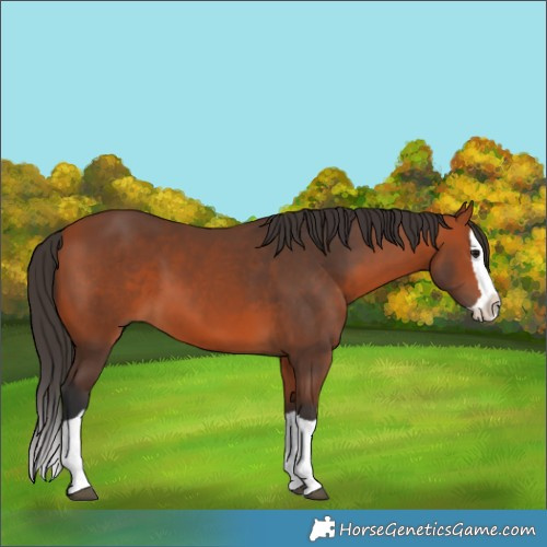 Horse Color:Bay Splash