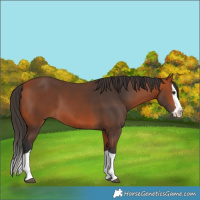 Horse Color:Bay Splash 