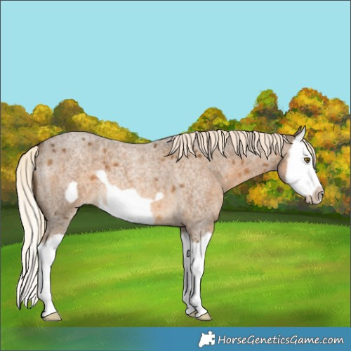 Horse Color:Chocolate Palomino Roan Splash Frame